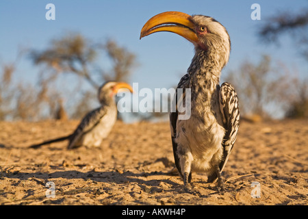 Giallo orientale-fatturati hornbill, close-up Foto Stock