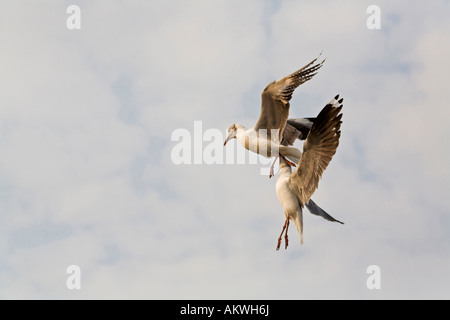 A testa grigia gabbiani, battenti Foto Stock