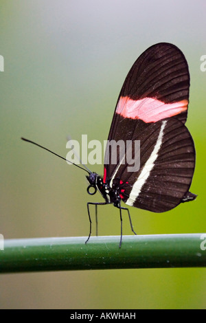 Portalettere butterfly (Heliconius erato), sulla lamina Foto Stock