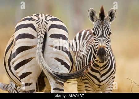 Le pianure zebre, Equus burchelli Foto Stock