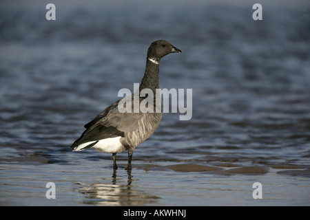 Brent goose Branta bernicla Norfolk inverno Foto Stock