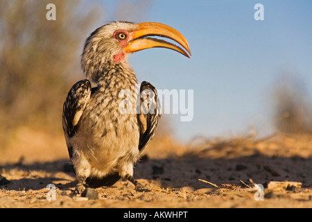 Giallo orientale-fatturati hornbill, close-up Foto Stock