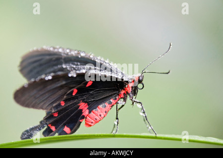 Pachliopta kotzebuea butterfly in appoggio sulla lama di s di erba, close-up Foto Stock