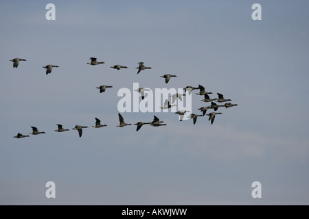 Brent goose Branta bernicla Norfolk inverno Foto Stock