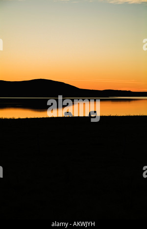 Dh Loch di Stenness STENNESS ORKNEY mucche al pascolo da lochside al tramonto Foto Stock