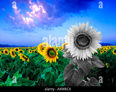 Girasoli in campi alba sunrise contro il cielo blu con nuvole spagna cordoba andalucia Foto Stock