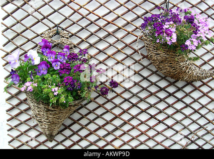 2 cestelli appesi con rosa e viola pansies sulla griglia a scacchi Foto Stock
