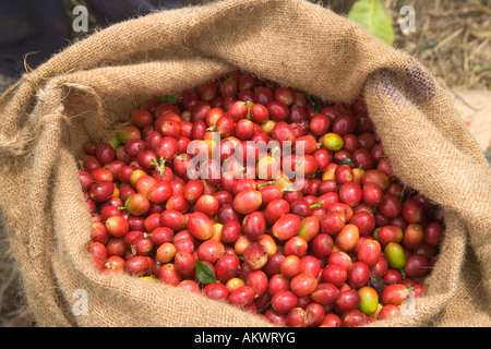 Raccolte colorato Kona Coffee beans in sacco di tela. Foto Stock