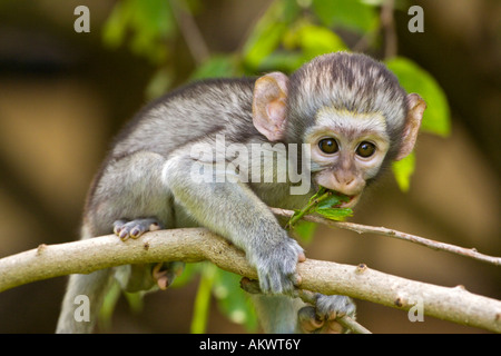 Un simpatico baby blue vervet monkey aggrappato ad un ramo come egli guarda curiosamente Foto Stock