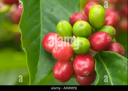 Coppia immaturo Kona Coffee beans sul ramo. Foto Stock