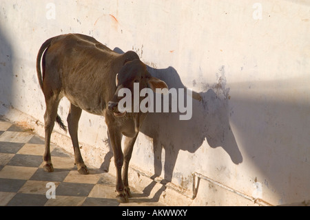 Un sacro Brahman vacca (bos indicus) vicino al sacro Lago di Pushkar, Pushkar, Rajasthan, India. Foto Stock