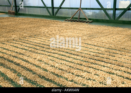 Kona Coffee beans essiccazione. Foto Stock