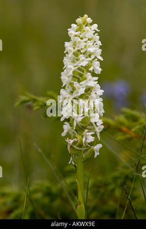 White Orchid profumata Gymnadenia conopsea Foto Stock
