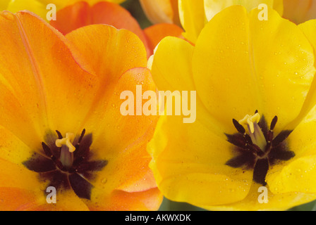 Tulipa 'Daydream' AGM (Tulip) Darwinhybrid Gruppo. In prossimità dei due open tulip fiori uno di colore giallo arancio. Foto Stock