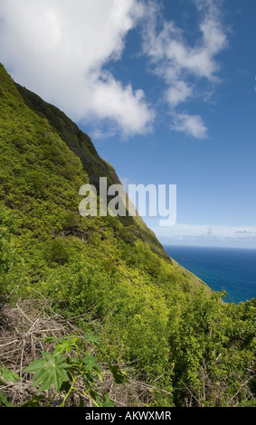 Hawaii Molokai Island Pacific USA Viaggi turismo scenic vista verticale scogliere seafins Mule Ride Foto Stock