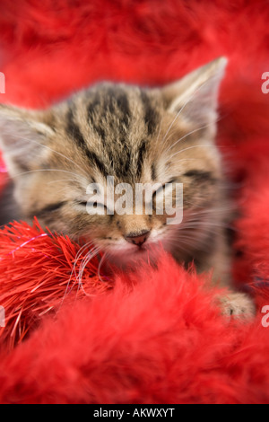 Tabby gattino addormentato Foto Stock