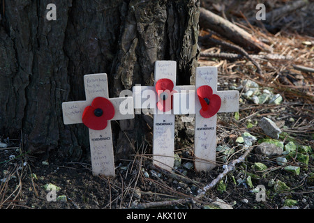 Poppies a Sheffield Pals Memorial sul campo di battaglia di somme in Francia Foto Stock