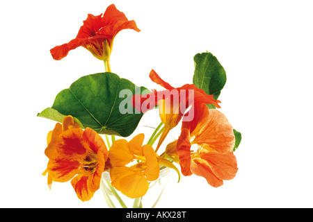 Nasturtium (Tropaeolum majus), close-up Foto Stock