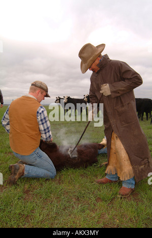 Bovini di Branding su registrazione Camp Ranch North Dakota Foto Stock