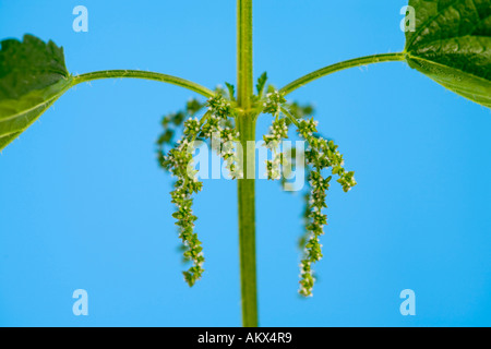 Fioritura ortica Foto Stock