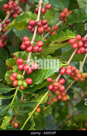 Coppia Kona Coffee beans sul ramo. Foto Stock