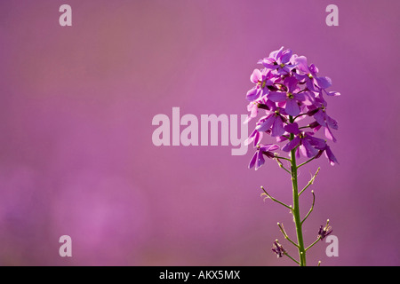 In Germania, in Baviera, Dames Rocket, Hesperis matronalis, close-up Foto Stock