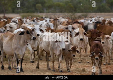 Mandria di bovini Foto Stock