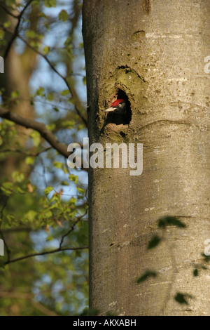 Maschio di picchio nero (Dryocopus martius) guardando fuori di albero-foro Foto Stock