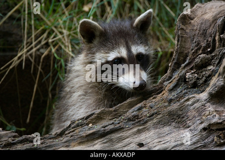 Giovani racoon (Procione lotor), Germania Foto Stock