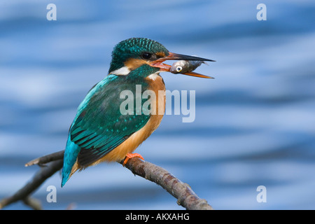 Kingfisher (Alcedo atthis), Germania Foto Stock