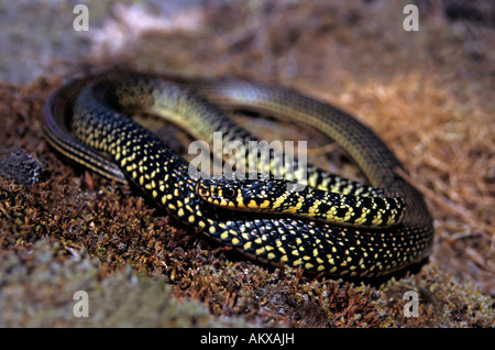 Western Whipsnake (Coluber viridiflavus ) Foto Stock