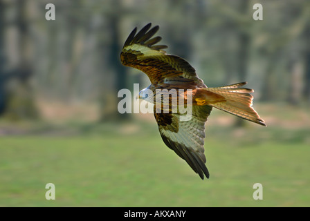 Nibbio reale (Milvus milvus) in volo Foto Stock