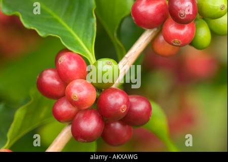 Coppia Kona Coffee beans sul ramo. Foto Stock