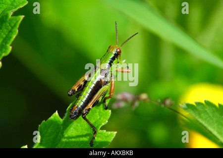 Prato Grasshopper Chorthippus parallelus Foto Stock