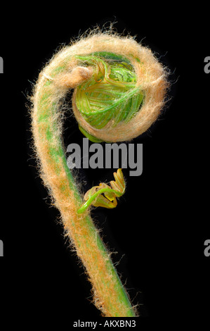 Giovani germogli di Royal felce Osmunda regalis Foto Stock