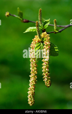 Fiore maschile del argento betulla Betula pendula Foto Stock