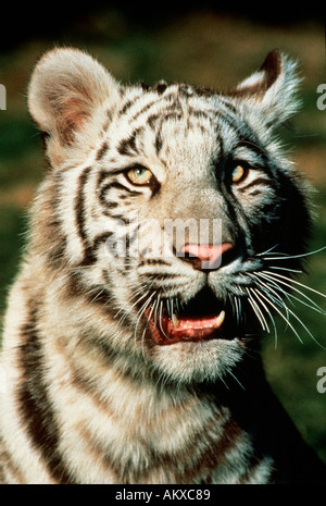 Tigre Siberiana Panthera tigris altaica Foto Stock
