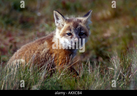 Un giovane kit fox in erba Foto Stock