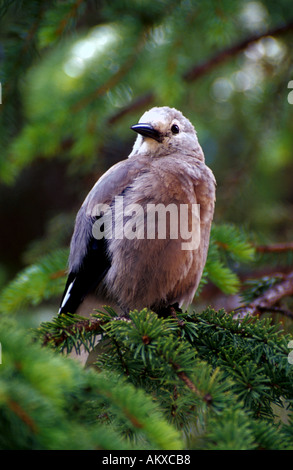 Un Clarks schiaccianoci il Parco Nazionale di Banff in Canada Foto Stock