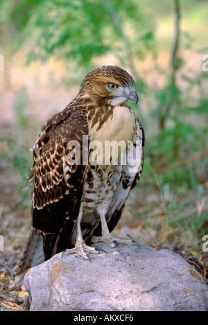 Red Tailed Hawk Buteo jamaicensis Hawks Accipitridae questo è un rosso immaturi Tailed Hawk. Foto Stock