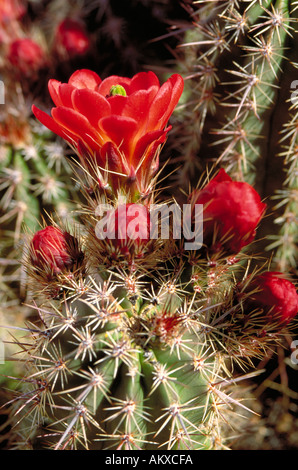 Claret Cup, riccio Cactus Echinocereus triglochidiatus, Arizona Foto Stock