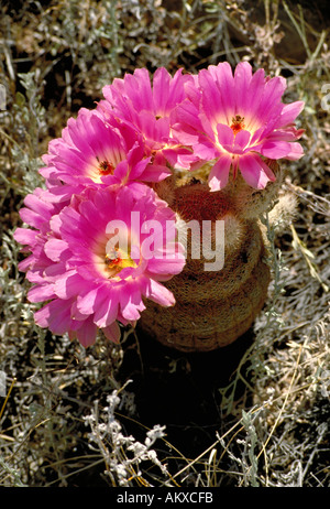 Arizona Rainbow Hedgehog Echinocereus Cactus in bloom Close up di rosa fiori di cactus Foto Stock
