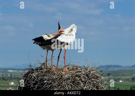 Cicogna bianca Ciconia ciconia coppia visualizzazione a nido sul tetto dell'edificio Spagna primavera Foto Stock
