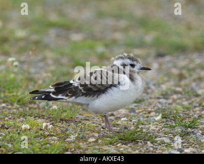 Little Gull Larus minutus capretti recentemente fledged Finlandia Luglio Foto Stock