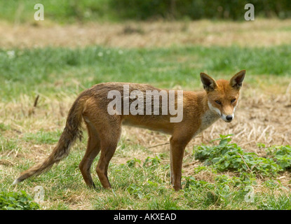 Fox Vulpes vulpes vixen Kent estate Foto Stock
