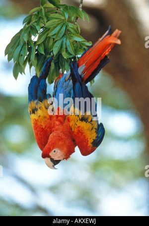 Scarlet Macaw Ara macao Costa Rica Foto Stock