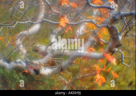 Bosco in autunno. Monti Khibiny sono situati in Russia nella regione di Murmansk. Penisola di Kola, Russia. Monokle Foto Stock