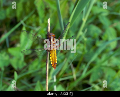 Ampio femmina corposo Chaser (Libellula depressa) Foto Stock