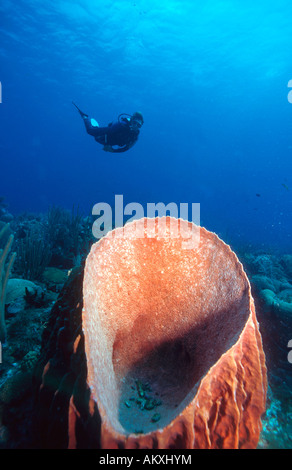 Sommozzatore dietro una canna gigante, spugna Xestospongia "testudinaria. Foto Stock