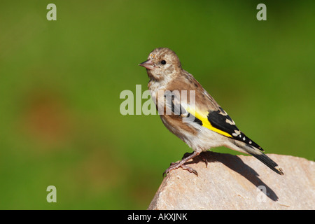 Cardellino europeo (Carduelis carduelis) Foto Stock